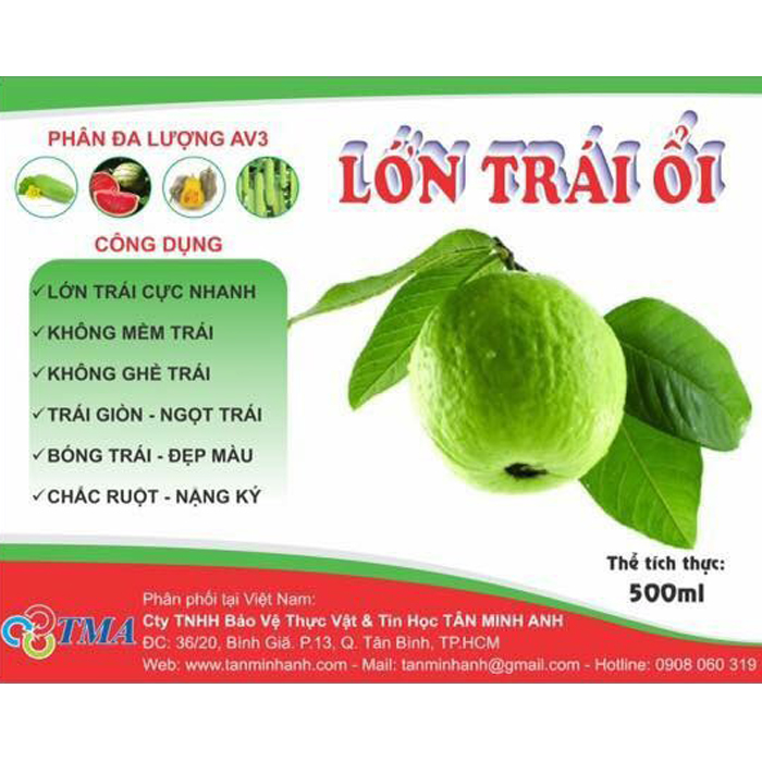LỚN TRÁI ỔI 500ml